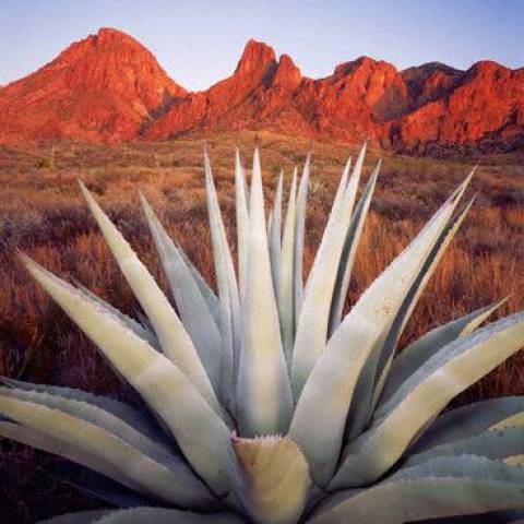 Natural Sweetener Series: Is Agave a Healthy Sugar Alternative?