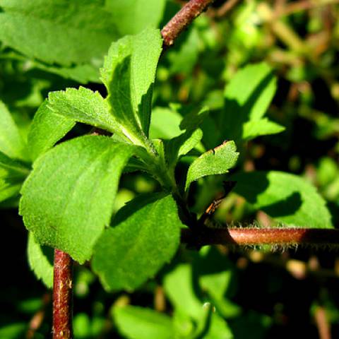 Natuurlijke Zoetstoffen: Stevia