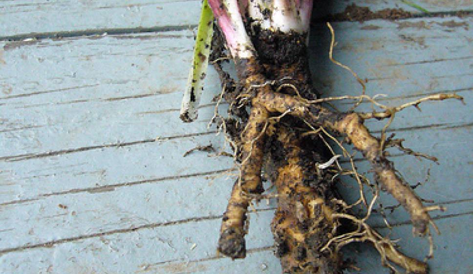 Natural Sweetener Series: Chicory Root Syrup