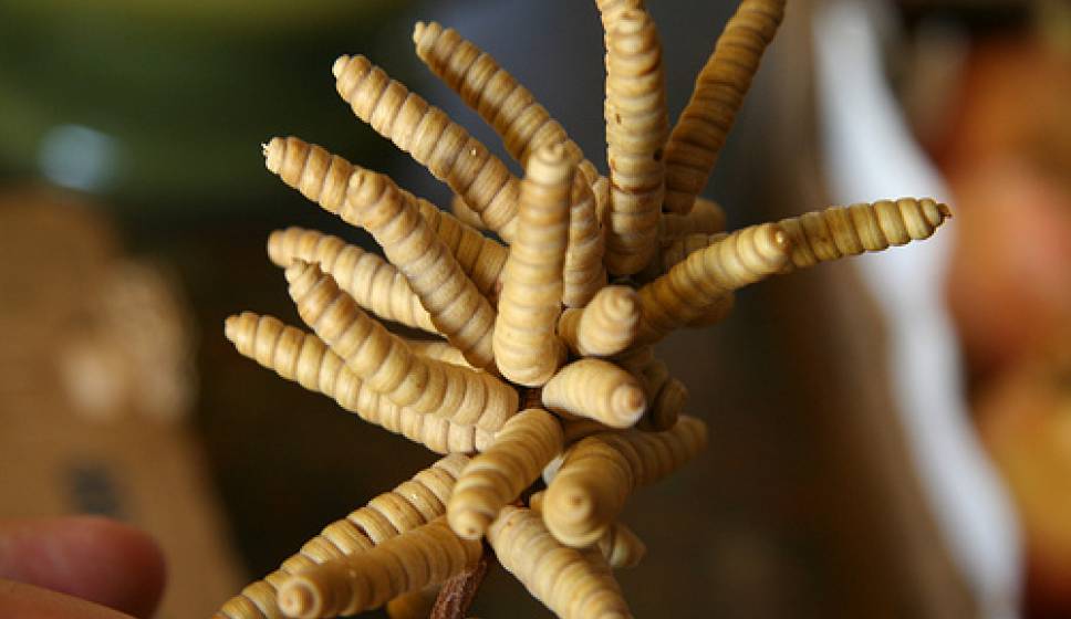 Natuurlijke Zoetstoffen: Mesquitepoeder