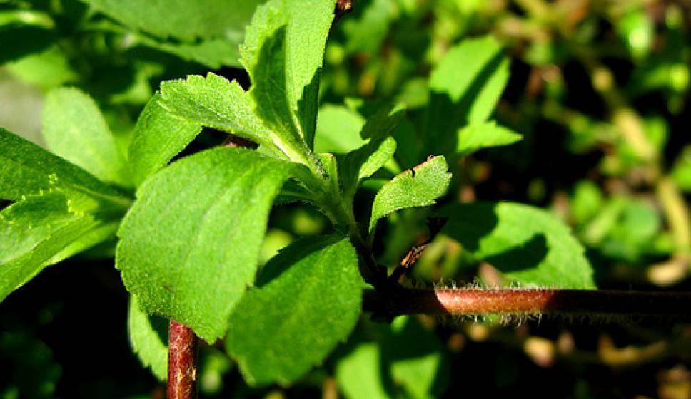Natuurlijke Zoetstoffen: Stevia